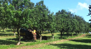 zero turn macadamia harvester